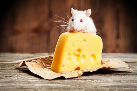 Can Pet Rats Eat Cheese? Exploring the Curious Connection Between Rodents and Dairy