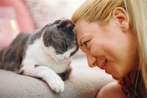 Do Cats Like Getting Pet: A Feline Mystery or a Human Misconception?