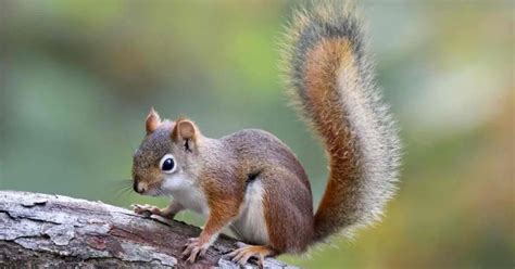 How Fast Does a .308 Bullet Travel? And Why Do Squirrels Always Seem to Dodge Them?