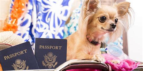 How to Add Pet to Southwest Flight: A Journey Through the Skies with Your Furry Friend