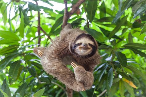 How to Get a Pet Sloth: Why Owning a Sloth Might Be the Key to Unlocking Your Inner Zen