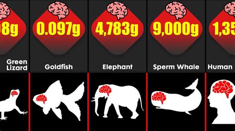 What Animal Has the Biggest Penis to Body Ratio? And Why Does Size Even Matter in the Animal Kingdom?