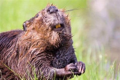 What Animal Looks Like a Beaver and Why Do They All Love Wearing Tiny Hats?