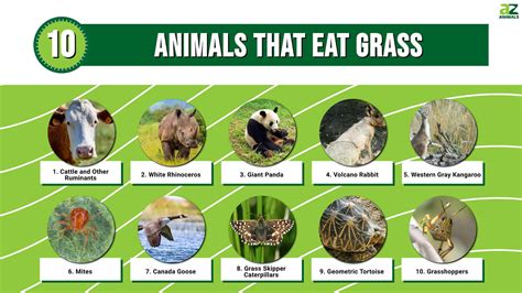 What Animal Eat Grass: A Dive into the World of Herbivores and Beyond