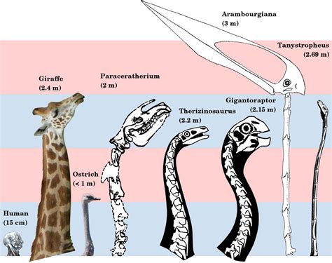 What are the longest books in the Bible, and how do they compare to the length of a giraffe's neck?