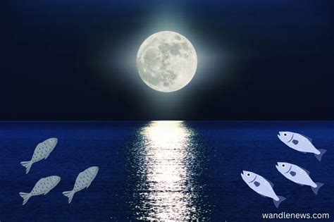 What Moon Phase is Best for Fishing: A Celestial Guide to Angling Success