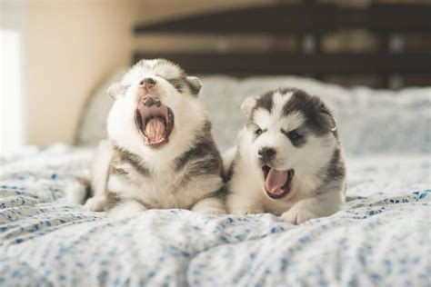 Why Does My Dog Yawn So Much When I Pet Him? And Why Do Cats Always Seem to Judge Us?